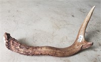 About a 9" Long Antler, Good For Knife Handle