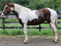 12 YEAR OLD PAINT DRAFT CROSS MARE *VIDEO*