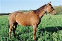 Junebug - 3yo Red Roan QH Mare