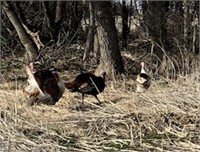 1 pair turkeys  includes 1 Tom and 1 Hen