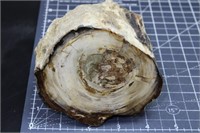 Polished Petrified Wood Chunk, 3lbs 2oz