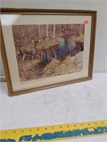 Whitetail deer picture