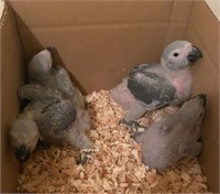 Handfed baby African Grey parrot