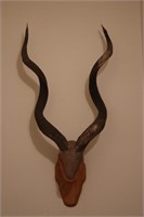 36" Kudu Antlers