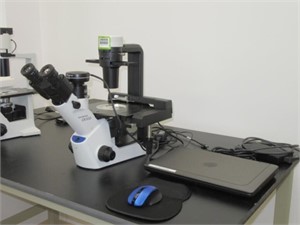 Olympus CKX53 Microscope