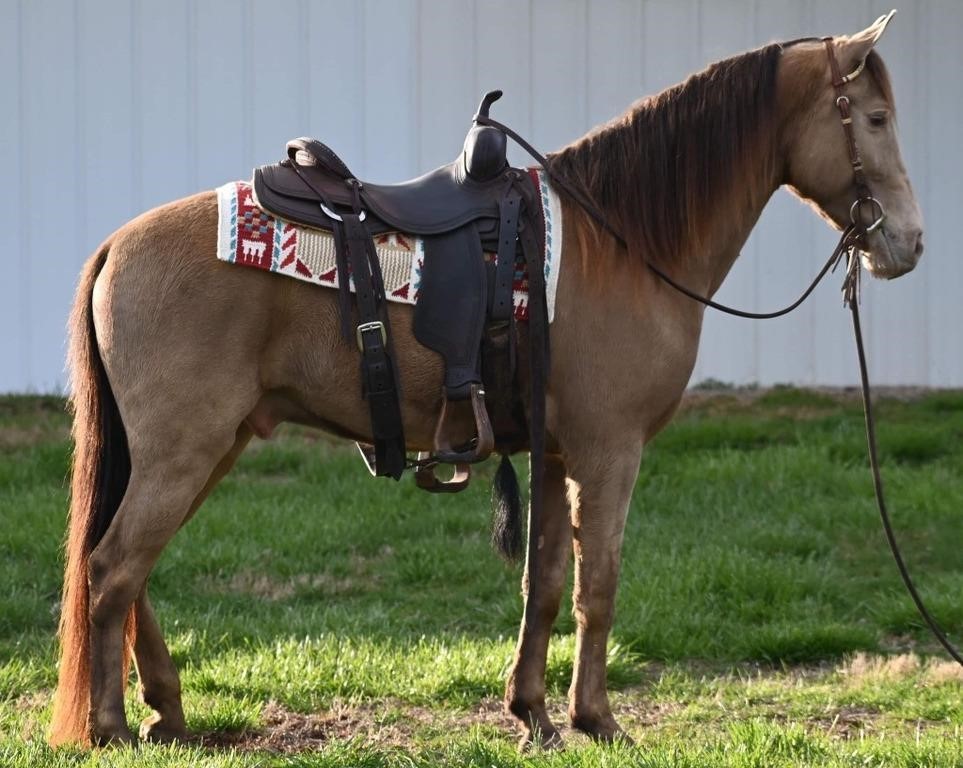 West KY Flat Shod Horse Sale