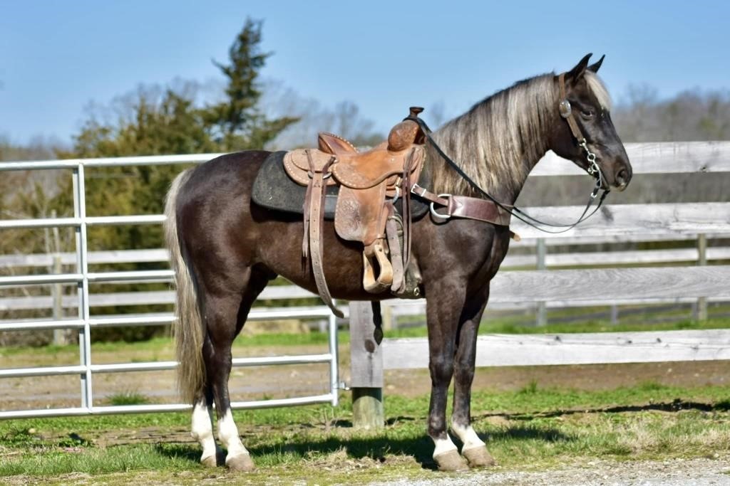 Rocky - 5 YO Grade Chocolate Rocky Mtn Gelding