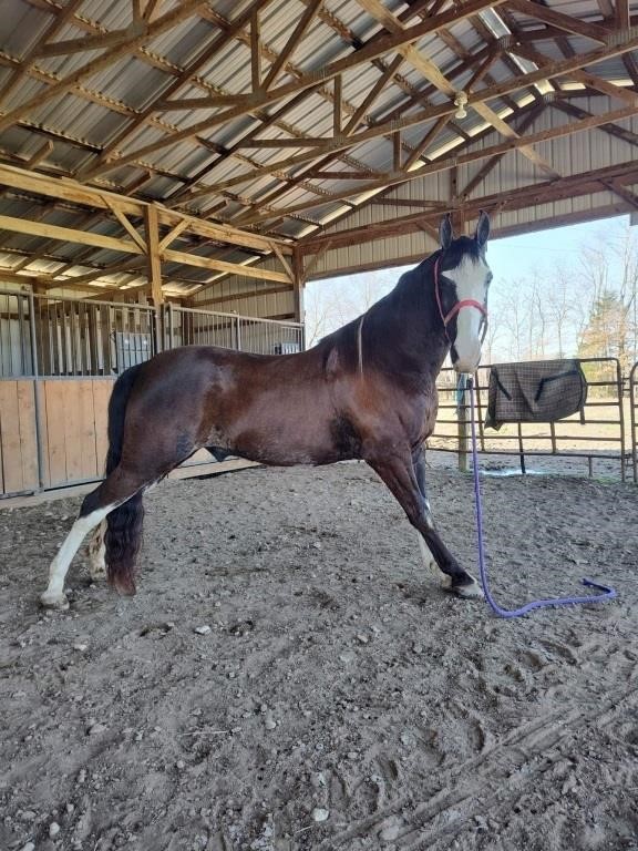 Miles - 13 YO Black Roan TWH Gelding