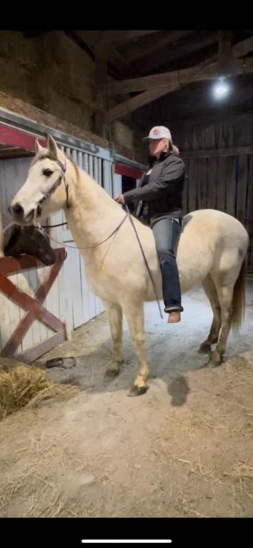 Dallas - Gorgeous 11 YO Gray Gaited Mare