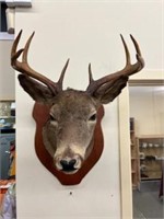 MOUNTED DEER HEAD