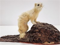 Ermine Weasel Taxidermy Display