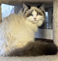 Male-Seal Bicolor Ragdoll-intact, 6 months