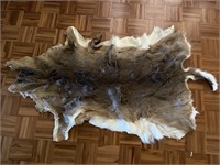 White Tail Deer Hide, Measures 73 x 32in
