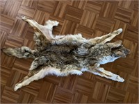 Coyote Pelt Professionally Tanned and Stretched