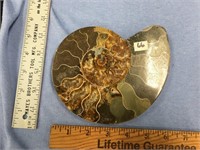 6.5" Diameter ammonite fossil