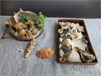 Seashell & Coral Light & Box of Seashells