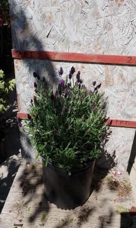 Online Nursery Plant Auction 6/20