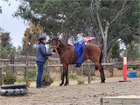 (SA) DONLEA TOY STORY - RIDING PONY GELDING