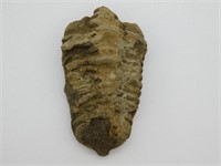 TRILOBITE FOSSIL ROCK STONE LAPIDARY SPECIMEN