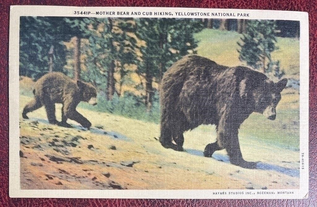 Old Ass Antique & Vintage Postcards - Some with Stamps!