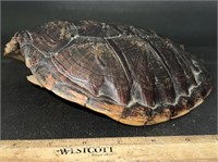 TURTLE SHELL