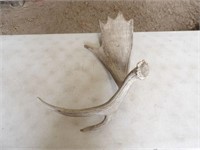 Moose Antler