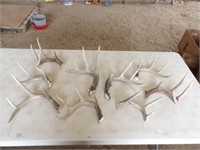 Variety of Deer Antlers