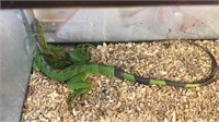 2ft iguana