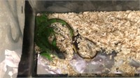 2ft iguana