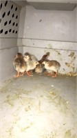 Baby guineas
