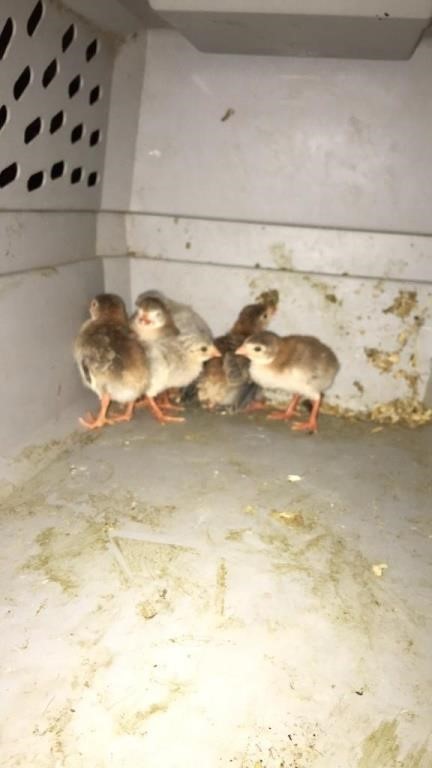 Baby guineas