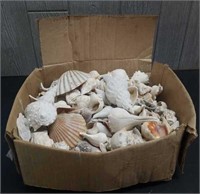 Box Of Shells