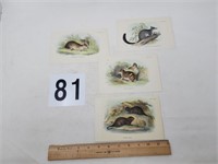 1896 chromolithograph animal prints