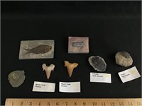 Fossil and tooth lot