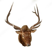 Large Authentic Taxidermy Elk Bust Wall Mount