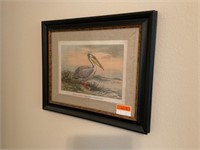 Pelecanus Ornithological Framed Print