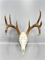 4x5 Whitetail buck European mount 14.5 inches