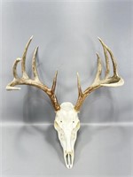 5x5 Whitetail buck European mount 17.5 inches