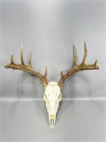 5x6 Whitetail buck European mount 18.5 inches