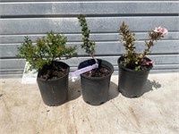 Mixed Lot of Plants