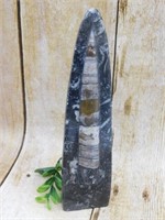 ORTHOCERAS DISPLAY ROCK STONE LAPIDARY SPECIMEN