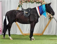 (VIC) ICONIC PRINCE OF DARKNESS - WB X TB GELDING