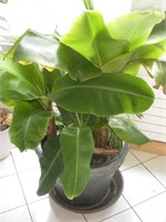 Banana Plant, Planter, 22x18