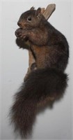 full body Squirrel mount with nut on branch
