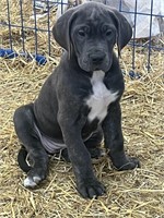 Female Great Dane Puppy 8 weeks