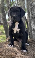 Male Great Dane Puppy - 8 weeks old