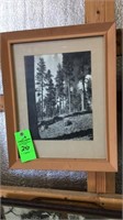 Vintage conifer forest picture