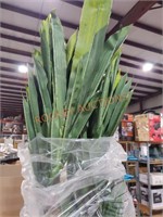 Corn Stalk Dracaena