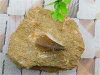 DINOSAUR TOOTH IN MATRIX ROCK STONE LAPIDARY SPECI