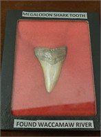 MEGALODON SHARK’S TEETH FOUND IN WACCAMAW RIVER